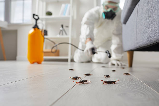 Post-Treatment Bed Bug Interceptor Monitoring in Glenn Heights